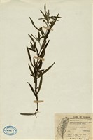 藏品(水丁香)的圖片